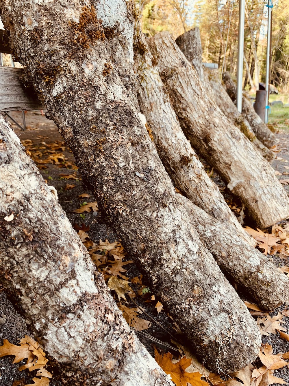 Mushroom Cultivation Shiitake Logs on The Positive Fantastic