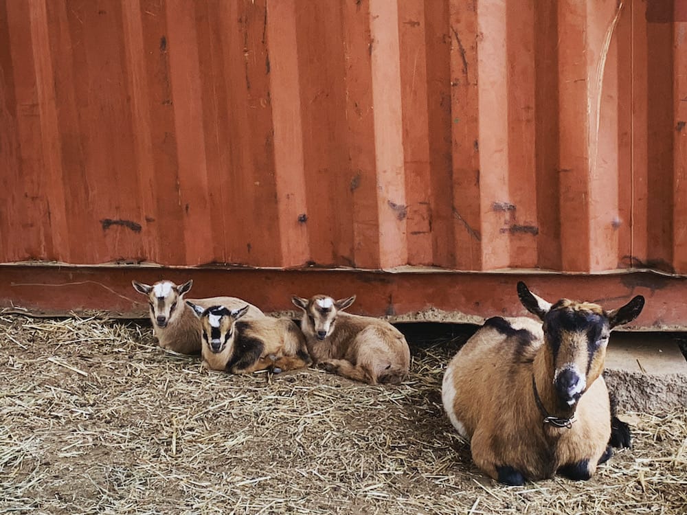 Got Goats Family