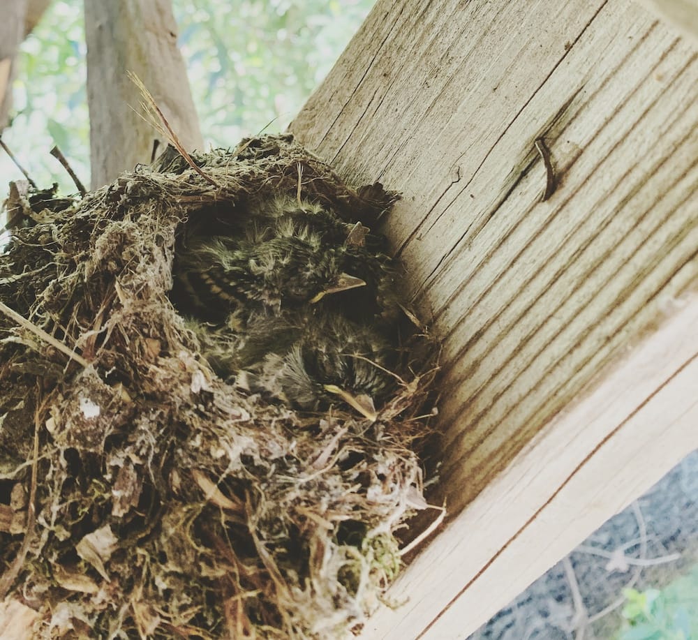 Bird Nest in the Outhouse