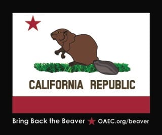 Bring Back the Beaver